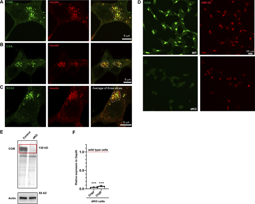 Localization of endogenous granin proteins with insulin in INS1 832/13 cells and validation of CGA/CGB double KO cells. (A–C) INS1 832/13 cells fixed and labeled with antibodies to insulin in or CGB (A), CGB (B) and SCG III (C) in green. Insulin puncta at the Golgi apparatus in the perinuclear region, outlined using the dashed lines in the merge colocalize with each of the granin proteins. For CGB and CGA, images are a single slice from a confocal stack and in case of SCG III, an average projection from three consecutive slices from a confocal image. (D) Representative images of INS1 832/13 cells (wild type; top) and CGA/CGB double knockout (dKO; bottom) stained for CGA and GM130 antibodies to validate absence of CGA staining from the dKO cells. (E) Western blot (top) shows cell lysates from INS1 832/13 wild-type and dKO cells probed using CGB antibody. Note the absence of band in dKO cells which have been highlighted using the red rectangle. The bottom blot is probing of the same membrane for actin, which is used as a loading control. (F) qPCR to monitor the reduction in transcripts for Chga and Chgb in wild-type and dKO cells. Values are represented as mean ± SD from three independent experiments and expressed relative to Gapdh. Relative values for wild-type cells are normalized to 1. Statistical analysis was performed using unpaired two-tailed t test ***P < 0.001. Source data are available for this figure: SourceData FS3. Refer to the image caption for details.