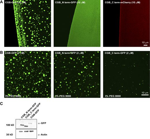 LLPS capacity of truncation mutants of CGB. (A) Images obtained by plating 10 µM of either CGB-GFP or CGB_Nterm-GFP or CGB_Cterm-mCherry without any crowding agent. Upon equilibration at pH 6.1 Note that droplet formation is seen only in CGB-GFP solution under these conditions. (B) Images obtained by plating of 2 µM of CGB-GFP or CGB_Nterm-GFP or CGB_Cterm-GFP in presence of 3% PEG 8000 to monitor droplet formation in these conditions. Only a few small droplets are observed in CGB_Cterm-GFP as compared to CGB-GFP or CGB_Nterm-GFP. (C) Western blots to compare the expression levels of CGB_Nterm-GFP and CGB_Cterm-GFP from HEK293 cells stably expressing these constructs upon induction using doxycycline and probed using GFP antibody (top). β-actin (bottom) was used as a loading control. Source data are available for this figure: SourceData FS5.