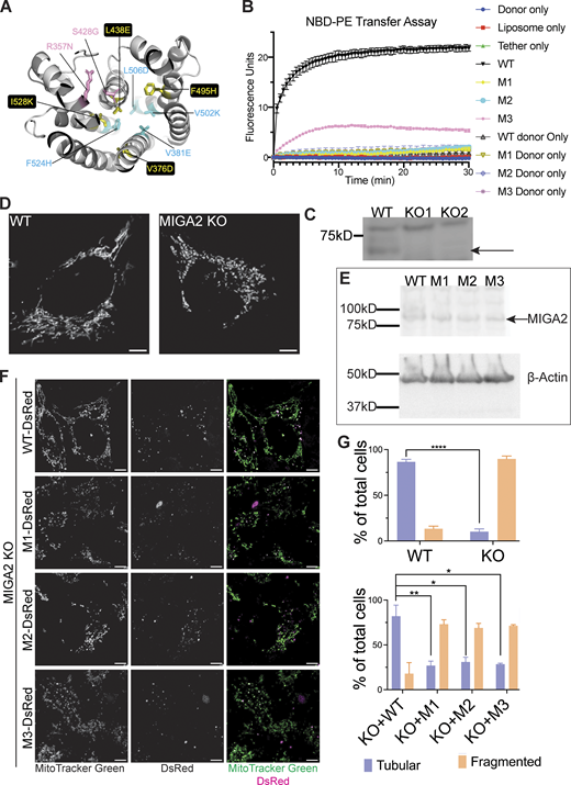 MIGA2’s lipid transfer ability is essential for its function in mitochondria. (A) In two mutant forms of hMIGA2 (M1 and M2), hydrophobic residues in the lipid binding channel were altered to hydrophilic amino acids, indicated in yellow and cyan, respectively. In a third mutant (M3), in pink, a strictly conserved residue near the lipid headgroup was changed to asparagine (R357N in hMIGA2). The hMIGA2C shown was modeled in AlphaFold2. (B) All three mutants lose ability to transfer lipids in the FRET-based assay with NBD-PEacyl. Each experiment was performed in triplicate. SDs are shown. (C) Knockout of MIGA2 in Hela cells was confirmed by Western blot against MIGA2. The upper non-specific band served as an internal loading control. The arrow indicates the band of MIGA2. (D) Mitochondria stained with MitoTracker Green in WT Hela cells are tubular, while in MIGA2 KO cells are fragmented. (E) Expression of WT MIGA2-DsRed and M1-, M2-, and M3-DsRed mutants in MIGA2 KO cells was compared by Western blot against MIGA2. The four MIGA2 constructs expressed at the same level when normalized to β-actin. (F) Expression of WT MIGA2-DsRed (PGK) in the KO cells rescued the mitochondria fragmentation morphology, whereas cells expressing either M1-, M2-, or M3-DsRed (PGK), the lipid transfer incompetent constructs, showed fragmented mitochondria. The dot expression pattern of MIGA2 constructs was consistent with previous studies (Zhang et al., 2016). (G) Quantification of tubular and fragmented mitochondria in different cells (n > 50). Statistical significance was calculated by Welch’s two-tailed unpaired t test. Results were indicated in the following manner: ∗ for P < 0.05, ∗∗ for P < 0.01, ∗∗∗∗ for P < 0.0001, where P < 0.05 is considered as significantly different. Graphs in the same panel are displayed with the same brightness and contrast settings. Scale bars in D and F, 5 μm. Source data are available for this figure: SourceData F3. Refer to the image caption for details.