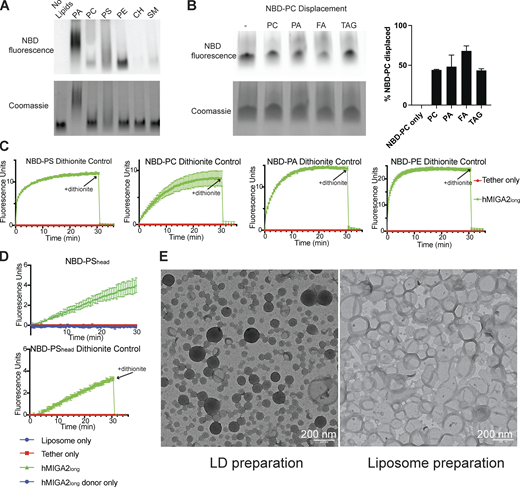 Lipid binding and transfer by MIGA2. (A) 3xFLAG-hMIGA2long was incubated with NBD-labeled lipids and examined by native PAGE. Phospholipids (NBD-PAacyl, NBD-PCacyl NBD-PShead, NBD-PEacyl) visualized by their fluorescence, comigrated with protein, visualized by Coomassie blue staining. CH, cholesterol; SM, sphingomyelin. Because migration rates on native gels depend on the mass/charge ratio of the sample, and because MIGA2 dimers can bind multiple lipids at once, MIGA2 incubated with charged lipids migrates as multiple species and is smeared. (B) hMIGA2long-6xhis was incubated with a 1:1 molar ratio of NBD-PCacyl and unlabeled lipid and examined by native PAGE. (C) Dithionite controls for the FRET transfer assay: After the transfer reaction was completed, dithionite was added to rule out the possibility of fusion between donor and acceptor liposomes, which would also result in a fluorescence increase. The fluorescence reduction after dithionite addition is the same for reactions containing hMIGA2 as those without, indicating that fusion has not occurred. Each experiment was performed in triplicate. SDs are shown. (D) FRET-based transfer experiment for NBD-PShead and the dithionite control. (E) Positive staining TEM micrographs of artificial LDs and liposomes: artificial LDs have a monolayer of phospholipids and TAG core, which are dark under positive staining; liposomes have bilayer membrane of phospholipids and buffer in the core, so that only the membrane is stained dark. Source data are available for this figure: SourceData FS2.