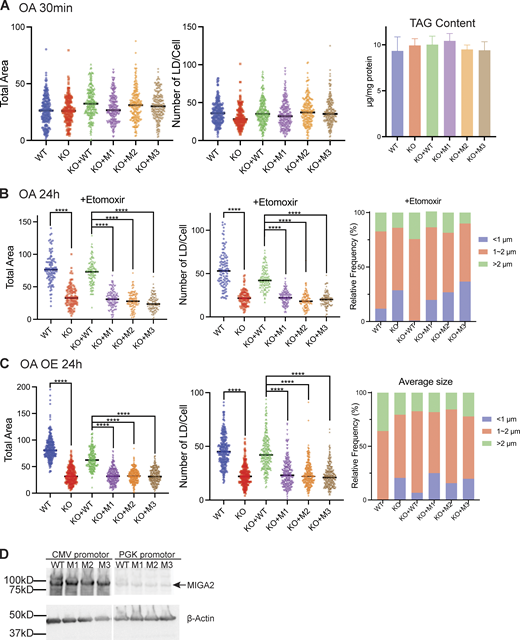 Cellular LD and TAG contents. (A) Left and middle: LD quantification of cells with or without transfection of MIGA2-DsRed (CMV) and treated with OA for 30 min. Right: TAG content of the cells with same treatment. There is no significant difference between WT and KO cells, or between rescue by WT and mutant MIGA2-DsRed constructs in terms of LD and TAG abundance. (B) LD quantification of cells with or without transfection of MIGA2-DsRed (CMV) and treated with etomoxir for 2 h and OA for 24 h. **** for P < 0.0001, where P < 0.05 is considered significantly different. (C) LD quantification of cells with or without transfection of MIGA2-DsRed constructs (CMV, expression level is at 4–5 times higher as compared with PGK promotor) and treated with OA for 24 h. This showed similar pattern with cells transfected with PGK MIGA2-DsRed (Fig. 4 C). **** for P < 0.0001, where P < 0.05 is considered significantly different. (D) Expression levels for MIGA2-DsRed constructs under the CMV versus PGK promoter, as in Fig. 3 E. Source data are available for this figure: SourceData FS3. Refer to the image caption for details.