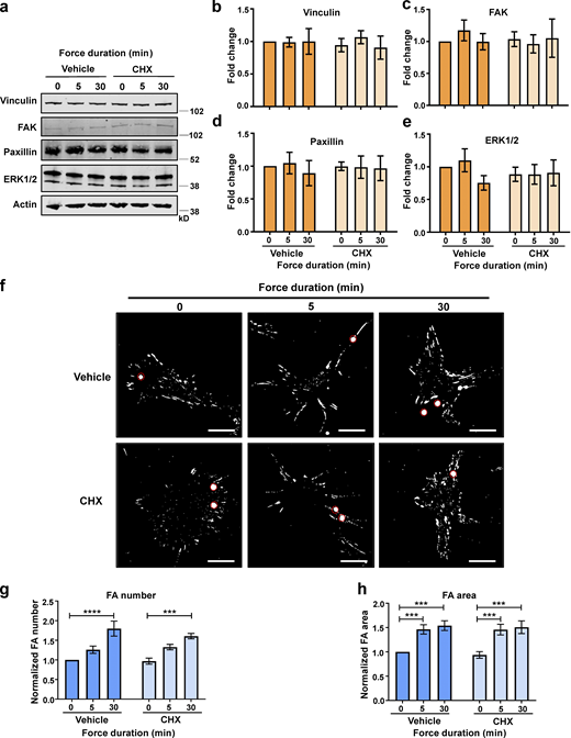 Force-induced focal adhesion growth is independent of protein synthesis. ECs were pretreated with DMSO (vehicle) or DMSO + cycloheximide (CHX) and exposed to force on PECAM-1 for 0, 5, or 30 min using a permanent magnet in the presence of vehicle or CHX. (a) Representative Western blots of cytoskeletal proteins from EC lysates following force. (b–e) Quantification of vinculin (b), FAK (c), paxillin (d), and ERK1/2 (e) relative to actin loading control (n > 3). (f) Representative immunofluorescent micrographs showing focal adhesions (vinculin; white) in ECs following force. PECAM-1–coated beads are highlighted by red circles. Scale bars = 20 μm. (g and h) Quantification of mean frequency per cell (g) and mean area (h) of vinculin-positive focal adhesions (n > 40 cells across three separate experiments). Values in b–e, g, and h are mean ± SEM, and significance was determined by two-way ANOVA. ***, P < 0.001; ****, P < 0.0001. FA, focal adhesion. Source data are available for this figure: SourceData F4.