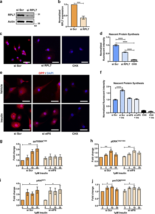Contribution of eIF6 and ribosomal proteins to nascent protein synthesis. Cells were transfected with si Scr or si RPL7. (a and b) Representative Western blot (a) and mean quantification (b) of siRNA knockdown of RPL7 (n = 3). (c–f) OPP was incorporated into cells to label nascent proteins (red) using a Click-iT assay, and cell nuclei were costained with DAPI (blue). Cycloheximide (CHX) was used as a negative control for OPP incorporation. (c) Representative fluorescent micrographs of si Scr– or si RPL7–transfected ECs or CHX-treated ECs. Scale bars = 20 μm. (d) Quantification of cell fluorescence following OPP incorporation Click-iT assay in c (n > 30 cells across three separate experiments). (e) Representative fluorescent micrographs of si Scr– or si eIF6–transfected ECs or CHX-treated ECs, ±30-min insulin stimulation. Scale bars = 20 μm. (f) Quantification of cell fluorescence following OPP incorporation Click-iT assay in e (n > 30 cells across three separate experiments). (g–j) Quantification of phosphorylated p70S6K (pp70S6KT389) relative to p70S6K (g), pERKT202/Y204 relative to ERK (h), pAktS473 relative to Akt (i), and pmTORS2448 relative to mTOR (j) in response to 1 μM insulin (for 0, 5, 10, or 30 min) in si Scr or si eIF6 A431 cells (n = 3). Values in b, d, and f–j are mean ± SEM, and significance in b was determined by two-sided t test and in d and f–j by two-way ANOVA. *, P < 0.05; **, P < 0.01; ***, P < 0.001; ****, P < 0.0001. ins, insulin. Source data are available for this figure: SourceData FS1.