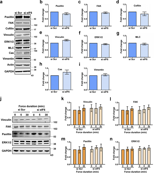 Depletion of eIF6 does not affect cytoskeletal or focal adhesion protein levels. (a) Representative Western blots for cytoskeletal proteins from si Scr– or si eIF6–transfected EC lysates. (b–i) Quantification of band intensity for Western blot analysis for paxillin (b), FAK (c), cofilin (d), vinculin (e), ERK1/2 (f), myosin light chain (MLC; g), Crk-associated substrate p130cas (Cas; h), and vimentin (i; n > 3). (j–n) ECs were transfected with si Scr or si eIF6 and subjected to force application on PECAM-1. (j) Representative Western blots for cytoskeletal proteins vinculin, FAK, paxillin, and ERK1/2. (k–n) Quantification of mean band intensity for Western blot analysis for vinculin (k), FAK (l), paxillin (m), and ERK1/2 (n) compared with loading control GAPDH (n > 3). Values in b–i and k–n are mean ± SEM, and significance was determined in b–h by two-sided t test and in i and k–n by two-way ANOVA. Source data are available for this figure: SourceData FS3.