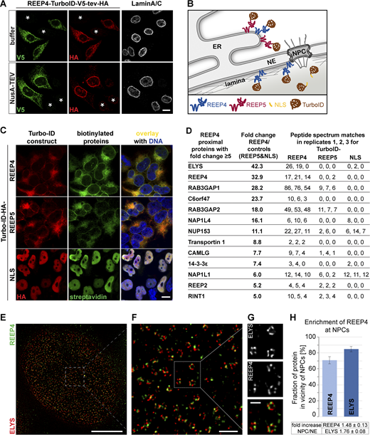 REEP4 BioID experiment identifies ELYS.(A) NusA-TEV cleavage assay on HeLa cells expressing REEP4-TurboID-V5-tev-HA reveals that REEP4-TurboID-V5-tev-HA localizes to peripheral ER and INM like endogenous REEP4. Asterisks indicate untransfected cells. (B) Scheme for REEP4-BioID with controls. (C) HEK cells were induced for expression of the indicated TurboID constructs for 24 h and treated with biotin for 1 h before fixation. TurboID constructs were detected with an HA antibody, and biotinylated proteins with fluorescently labeled streptavidin. (D) Proteins identified as proximal to REEP4 with fivefold or larger enrichment in REEP4 over control samples. See Table S1 for full list, raw MS datasets, and enrichment of proteins in REEP4 sample over single control samples. (E–G) REEP4-HA cells immunolabeled for the HA tag and ELYS and imaged by STED microscopy. (H) Quantification of REEP4 fraction in the vicinity of NPCs; ELYS included as a control. Scale bars are 10 µm (A and C), 5 µm (E), 500 nm (F), and 200 nm (G). Refer to the image caption for details.