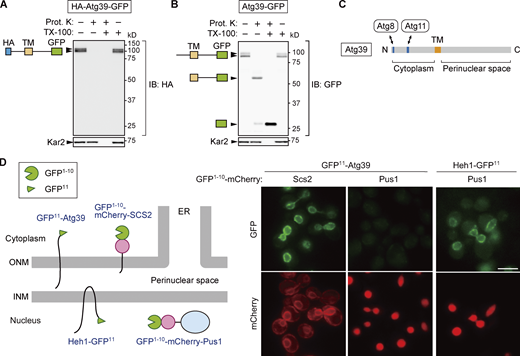 Atg39 is a transmembrane protein embedded in the ONM. (A and B) A proteinase K protection assay was performed to determine the membrane topology of Atg39. Lysates were prepared from cells overexpressing HA-Atg39-GFP (A) or Atg39-GFP (B) under the ADH1 promoter and incubated with proteinase K (Prot. K) in the absence or presence of Triton X-100 (TX-100). N-terminal HA and C-terminal GFP tags were detected by immunoblotting using anti-HA and anti-GFP antibodies, respectively. Kar2, an ER lumenal protein. (C) Schematic diagram of Atg39. TM, transmembrane domain. (D) Split GFP-based assay was performed to determine the subnuclear localization of Atg39. An N-terminal fragment of GFP (GFP1–10) and mCherry were fused to a transmembrane domain of Scs2 (GFP1–10-mCherry-Scs2) or Pus1 (GFP1–10-mCherry-Pus1), and the remaining C-terminal fragment of GFP (GFP11) was fused to the N terminus of Atg39 or the C terminus of the INM protein Heh1. Cells expressing these proteins were observed under a fluorescence microscope. GFP11-Atg39 was constitutively expressed under the HRR25 promoter. Scale bars, 5 µm. Source data are available for this figure: SourceData F1. Refer to the image caption for details.