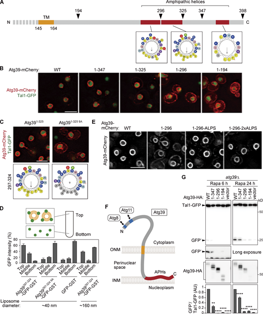 The APHs of Atg39 bind to the INM to retain Atg39 in the ONM and are important for nucleophagy. (A) Schematic diagram of the C-terminal perinuclear space region of Atg39. Helical wheels were generated using a HeliQuest server. TM, transmembrane domain. (B) mCherry-fused WT Atg39 (WT) and C-terminally truncated mutants were expressed under the constitutive HRR25 promoter and analyzed by fluorescence microscopy. Tal1, a nucleoplasmic protein. (C) The localization of Atg391–325-mCherry and Atg391–325 9A-mCherry expressed under the HRR25 promoter was analyzed by fluorescence microscopy. (D) Liposome flotation assay was performed to examine the membrane-binding ability of APH297–324. Purified GFP-GST-fused proteins were mixed with small (∼40 nm) or large (∼160 nm) liposomes, and then the liposomes and liposome-bound proteins were floated by ultracentrifugation. Data are shown as means ± SD (n = 3). (E) Atg391–296 fused with the ALPS motif was overexpressed under the CUP1 promoter. The localization of these proteins in cells not treated with rapamycin was analyzed by fluorescence microscopy. (F) The determined membrane topology of Atg39. (G)atg39Δ cells were transformed with plasmids for expressing WT Atg39 or C-terminally truncated mutants fused with the HA sequence under the ATG39 promoter. These cells were treated with rapamycin to induce nucleophagy, and degradation of Tal1-GFP was examined by immunoblotting using anti-GFP antibody. The quantification results are shown as means ± SD (n = 3). **, P < 0.01; ****, P < 0.0001 (unpaired two-tailed Student’s t test). Scale bars, 5 µm. AU, arbitrary unit. Source data are available for this figure: SourceData F2.