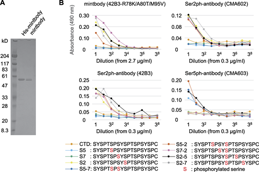 Evaluating the specific binding of RNAP2 Ser2ph-mintbody to phosphopeptides in vitro. RNAP2 Ser2ph-mintbody was expressed in E. coli as the His-tag form, purified through an Ni column, treated with enterokinase to remove His-tag, and further purified. (A) Purified proteins were separated on an SDS-polyacrylamide gel and stained with Coomassie Blue. Positions of size standards are indicated on the left. (B) ELISA plates that were coated with synthetic peptides conjugated with BSA, incubated with a dilution series of purified RNAP2 Ser2ph-mintbody, the parental 42B3 antibody (IgG), and control antibodies specific for RNAP2 Ser2ph (CMA602) and RNAP2 Ser5ph (CMA603). After incubations with peroxidase-conjugated anti-GFP (for RNAP2 Ser2ph-mintbody) or antimouse IgG (for mAb) and then with o-phenylenediamine, absorbance at 490 nm was measured. RNAP2 Ser2ph-mintbody reacted with peptides containing Ser2ph. Source data are available for this figure: SourceData F4.