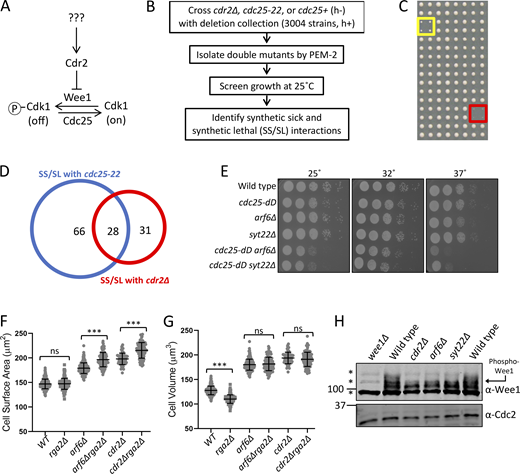 Arf6 regulates cell size through the Cdr2-Wee1 pathway.(A) Schematic of the Cdr2-Wee1 pathway. (B) SGA workflow. (C) Example of SGA growth screening. Strains were spotted in quadruplicate. Yellow box shows slow growth; red box shows no growth. (D) Venn diagram of SGA hits. (E) Serial dilution assay. (F and G) Surface area (F) and volume (G) of dividing cells from the indicated strains. n ≥ 70 cells per strain; ns, P ≥ 0.05; ***, P ≤ 0.001 by one-way ANOVA followed by Tukey’s multiple comparison test. Graphs show mean ± SD. (H) Western blot of whole-cell extracts for endogenous Wee1. Asterisks indicate background bands; Cdc2 is loading control. Source data are available for this figure: SourceData F1. Refer to the image caption for details.