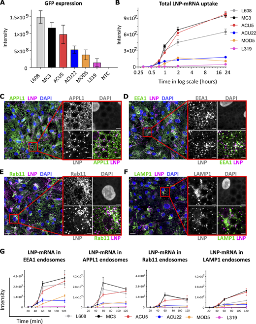Comparative analysis of activity, endocytic uptake, and endosomal distribution of six LNP-mRNAs in primary human adipocytes.(A) Cells were incubated with various LNPs (1.25 ng/μl) formulated with eGFP-mRNA, fixed, and imaged after 24 h. The graph illustrates GFP expression for the indicated LNP-mRNA. n = 3 independent experiments (mean ± SEM). (B) Representative LNP-mRNA uptake kinetics curve. Cells incubated with LNP-mRNA as described above were fixed at the given time point, processed for smFISH to fluorescently label mRNA, and imaged by fluorescence microscopy. The quantification shows that LNP-mRNA uptake generally correlates to the GFP expression efficacy of LNP formulations displayed in A (e.g., MC3 versus L319). (C–F) Representative images of human primary adipocytes incubated with L608 LNP-mRNA for 2 h and immunostained with antibodies against endosomal markers (in green) as follows: APPL1 (C), EEA1 (D), Rab11 (E), and LAMP1 (F). Exogenous mRNA was detected by smFISH (labeled as LNP) and nuclei by DAPI. The magnified area is presented with split and merged color images. Scale bars are 20 μm in the overview and 5 μm in the magnified images. (G) Representative kinetics and endosomal distribution of the different LNP-mRNAs incubated with cells as described in C–F. n = 3 replicates (mean ± SEM). Significant P values for panels A, B, and G and for all LNP combinations are listed in Table S4, Table S5, Table S6, Table S7, Table S8, and Table S9.