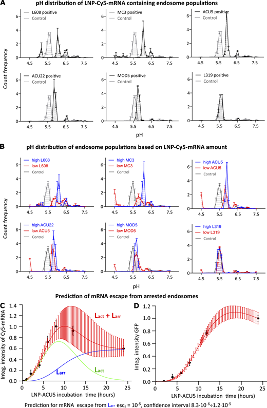 Endosomes accumulating LNP-Cy5-mRNA display acidification defects and negligible endosomal mRNA escape. (A) HeLa cells were incubated with pH Rodo-Red and pH stable Alexa Fluor 488 fluorophore-labeled LDLs with and without LNP-Cy5-mRNA for 2 h and imaged live. The pH of LNP-Cy5-mRNA–containing endosomes was calculated by intensity ratiometric analysis from LDL-pH Rodo-Red and LDL-Alexa Fluor 488 (see Materials and methods). Whereas in control cells (LDL probes internalized without LNP-Cy5-mRNA, gray line), a significant proportion of endosomes was acidified to pH 5.5, characteristic of late endosomes/lysosomes, most LNP-Cy5-mRNA–containing endosomes (black line) stalled between early (pH 6.5) and late endosomal (pH 5.5) pH. (B) The graph illustrates pH distribution in endosome populations based on their LNP-Cy5-mRNA accumulation (high versus low). Endosomes with a high amount of LNP-Cy5-mRNA show higher pH (blue line, prominent in L608 and MC3, less prominent in ACU5 and ACU22, no difference in MOD5 and L319) than those with low LNP-Cy5-mRNA (red line). (C and D) Mathematical model for prediction of mRNA escape from arrested (Larr) endosomes in human primary adipocytes. The theoretical model fit (red lines in C and D) to experimental ACU5 LNP-Cy5-mRNA uptake kinetics (C, black dots) and GFP expression (D, black dots). Green and blue lines denote model predictions for active (Lact) and Larr endosomes, respectively (see Materials and methods; Supplemental figures, Fig. S5, A and B). Experimental points and error bars in A and B indicate mean ± SEM of three independent experiments. The error bars in C and D represent the 95% confidence interval on the theoretical curves (red) estimated by uncertainty distribution approximation by normal distribution with inverse Hessian of likelihood as a covariance matrix. Integ., integral.