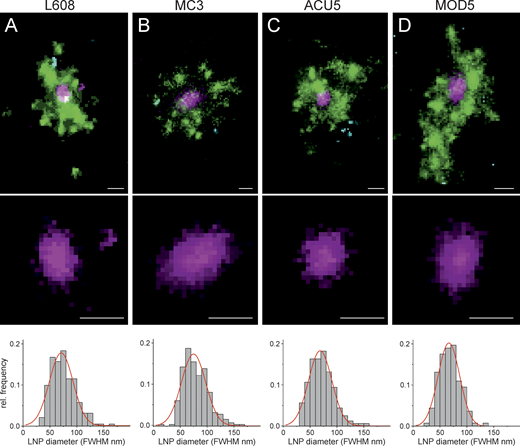 Multicolor SMLM detects and visualizes singular LNP-mRNA in endosomal compartments with nanometer resolution. (A–D) Exemplary images of endosomes containing a single, clearly detectable LNP-Cy5-mRNA (magenta) together with transferrin (green) and EGF (cyan) cargo for each imaged LNP formulation (top row). SMLM resolves single LNP as round nano domains (zoom-in; middle row) with characteristic size distribution. LNP diameter distributions were built by determining the FWHM of single LNPs (see Materials and methods). Mean LNP diameters (FWHM) were calculated by Gaussian fitting of the distributions to (mean ± SD) 74.9 ± 22.6, 71.0 ± 22.0, 66.7 ± 20.2, and 68.9 ± 21.7 nm, respectively. The cellular context of displayed endosomes is provided in Supplemental figures, Figs. S10, S25, S26, and S27. Scale bars are 100 nm. rel., relative.