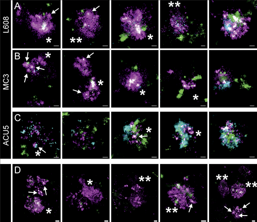 Arrested endosomes are large structures filled with dense and dispersed mRNA and often devoid of endocytosed cargo. (A–C) SMLM visualizes large, LNP-Cy5-mRNA–rich (magenta) structures in HeLa cells incubated with L608 (A), MC3 (B), and ACU5 (C) LNPs. These endosomes can display an accumulation of LNP-Cy5-mRNA–like puncta (likely to be single LNPs indicated with arrows; single asterisk) but more often a dispersed signal over large areas (double asterisks). Most endosomes that exhibit these characteristics show a substantial lack of transferrin (green) and EGF (cyan) cargo compared with endosomes containing singular LNPs (compare Fig. 3), although endosomes with varying degrees of cargo content together with a strong mRNA signal also can be found. (A and B) Increasing cargo content from left to right. (C) In the case of ACU5, large endosomal structures, also containing more than one LNP, can be found. Contrary to A and B, cells incubated with ACU5 often exhibited endosomes with cargo, especially EGF. (D) Arrested endosomes with similar features were consistently found in primary human adipocytes. ROIs indicating the cellular context of displayed endosomes are provided in Supplemental figures, Figs. S10, S11, S12, S13, S14, S15, S16, S17, S18, and S19. Scale bars are 100 nm.