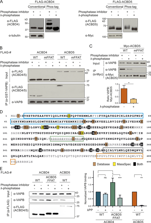 The ACBD5–VAPB interaction is sensitive to phosphatase treatment.(A) Immunoblots of lysates of FLAG-ACBD4 or -ACBD5 expressed in COS-7 cells with or without λPP, using conventional and Phos-tag SDS-PAGE. αTubulin/Myc (unspecific band) served as loading control. (B) Binding assay with recombinant GST-VAPB and FLAG-ACBD4/5 expressed in COS-7 cells ± λPP. Samples were immunoprecipitated (GST-TRAP) and immunoblotted using FLAG/VAPB antibodies. (C) Myc-ACBD5 was expressed in COS-7 cells, and lysates were treated ± λPP. Myc-ACBD5 was immunoprecipitated, and endogenous bound VAPB was detected by immunoblotting using Myc/VAPB antibodies. Data were analyzed by a two-tailed unpaired t test (n = 5). Total VAPB (IP fraction) was normalized against Myc-ACBD5 (IP fraction). (D) ACBD5 protein sequence. Phosphorylation sites identified by database search (Hornbeck et al., 2015; Ullah et al., 2016) and our own MS-based analyses are indicated (filled boxes). Colored boxes, protein domains (colors as in Fig. 2 A); bold regions, peptides identified by MS (−TiO2 and +TiO2). The FFAT-like motif is underlined. (E) The FFAT-like motif region of ACBD4 was replaced with that of ACBD5 (ACBD5 FFAT). FLAG-ACBD4/5 constructs were expressed in COS-7 cells and immunoprecipitated to detect endogenous bound VAPB using FLAG/VAPB antibodies. Data were analyzed by one-way ANOVA with Sidak’s multiple comparison test (n = 3). *, P < 0.05; **, P < 0.01; ***, P < 0.001. Total VAPB (IP fraction) was normalized against total VAPB (input) and FLAG-ACBD4/5 (IP fraction). Source data are available for this figure: SourceData F1.