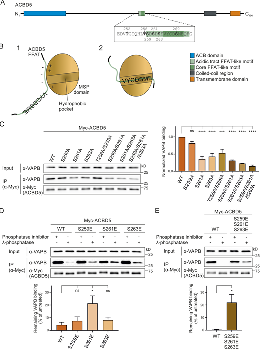 Phospho mutants of the acidic tract alter the ACBD5–VAPB interaction and its phosphatase sensitivity.(A) Schematic overview of ACBD5 domain structure; amino acid sequences of the phosphorylation sites mutated in this study in bold. (B) Schematic model of the interaction between the ACBD5 FFAT-like motif and the VAPB MSP domain. The interaction occurs in two steps (Furuita et al., 2010): (1) Initial nonspecific electrostatic interaction between the FFAT acidic tract and the basic electropositive surface of the MSP domain; (2) specific binding of the FFAT core to the FFAT-binding site of the MSP domain, which consists of an electropositive face. (C–E) ACBD5 constructs with nonphosphorylatable (A) and phosphomimetic (E) residues in the acidic tract were expressed in COS-7 cells. The proteins were immunoprecipitated, and endogenous bound VAPB was detected by immunoblotting using Myc/VAPB antibodies. In C, data were analyzed by one-way ANOVA with Dunnett’s multiple comparison test. Total VAPB (IP fraction) was normalized against total VAPB (input) and Myc-ACBD5 (IP fraction). In D and E, lysates were treated ± λPP before IP. Data were analyzed by one-way ANOVA with Dunnett’s multiple comparison test (D) or a two-tailed unpaired t test (E). Total VAPB (IP fraction) was normalized against Myc-ACBD5 (IP fraction). VAPB signal in the treated sample was then calculated as a percentage of VAPB signal in the untreated sample. *, P < 0.05; ***, P < 0.001; ****, P < 0.0001. Results of at least three independent IPs were quantified. Source data are available for this figure: SourceData F2.