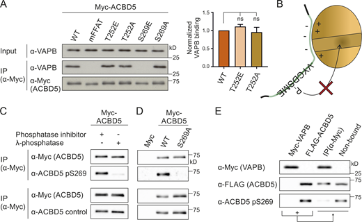 The serine in the FFAT core of ACBD5 is phosphorylated and inhibits VAPB binding.(A) ACBD5 constructs with nonphosphorylatable (A) and phosphomimetic (E) residues upstream (T252) or within the FFAT core (S269) were expressed in COS-7 cells. The proteins were immunoprecipitated, and endogenous bound VAPB was detected by immunoblotting using Myc/VAPB antibodies. Data were analyzed by one-way ANOVA with Dunnett’s multiple comparison test (n = 3). Total VAPB (IP fraction) was normalized against total VAPB (input) and Myc-ACBD5 (IP fraction). (B) The serine residue within the core of the ACBD5 FFAT-like motif (position 5, S269) binds VAPB in a hydrophobic pocket (Kaiser et al., 2005; Furuita et al., 2010). Phosphorylation (P) at this position likely causes steric hindrance, inhibiting the FFAT–VAPB interaction. (C) Lysates of COS-7 cells expressing Myc-ACBD5 were treated ± λPP before IP. Phosphorylation of ACBD5 at S269 was examined by immunoblotting using ACBD5 pS269/ACBD5 control/Myc antibodies. (D) Myc-ACBD5 WT, S269A phospho mutant, or control vector (Myc) was expressed in COS-7 cells. The proteins were immunoprecipitated, and phosphorylation of ACBD5 at S269 was examined by immunoblotting using ACBD5 pS269/ACBD5 control/Myc antibodies. (E) Myc-VAPB and FLAG-ACBD5 were immunoprecipitated from COS-7 cells separately and then incubated together to allow Myc-VAPB and FLAG-ACBD5 to interact. ACBD5 S269 phosphorylation in the VAPB-bound (IP) and non–VAPB-bound fractions were examined by immunoblotting using ACBD5 pS269/FLAG/Myc antibodies. Source data are available for this figure: SourceData F3.
