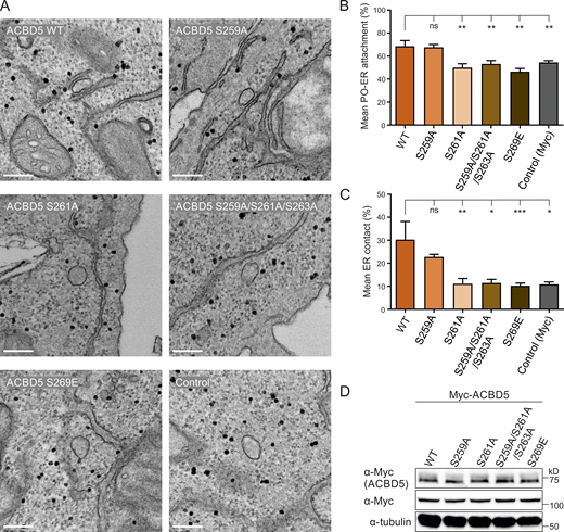 ACBD5 phospho-sites alter peroxisome–ER associations.(A) Representative electron micrographs of peroxisome–ER contacts in ACBD5 KO HeLa cells transfected with Myc-ACBD5 WT, S259A, S261A, S259A/S261A/S263A, S269E, or control vector (Myc). (B) Quantitative analysis of the mean population of peroxisomes associated with the ER. (C) Assessment of the mean peroxisome membrane surface in direct contact with the ER. Data were analyzed by one-way ANOVA with Dunnett’s multiple comparison test; *, P < 0.05; **, P < 0.01; ***, P < 0.001. Results of four grids per condition. (D) Immunoblots of cell lysates from ACBD5 KO HeLa cells expressing the indicated Myc-ACBD5 constructs. αTubulin/Myc (unspecific band) served as loading control. Bars: 200 nm. Source data are available for this figure: SourceData F4.