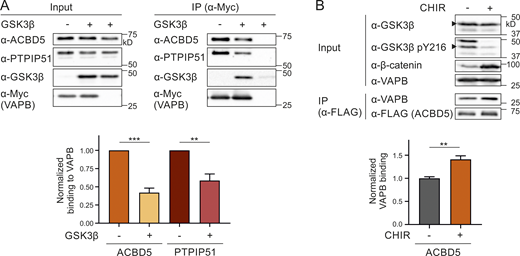 GSK3β affects the ACBD5–VAPB interaction.(A) Myc-VAPB was expressed in the absence or presence of GSK3β in COS-7 cells. Myc-VAPB was immunoprecipitated, and endogenous bound ACBD5 and PTPIP51 were detected by immunoblotting using Myc/ACBD5/PTPIP51 antibodies. Results of three independent IPs were quantified. ACBD5/PTPIP51 (IP fraction) was normalized against total ACBD5/PTPIP51 (input) and Myc-VAPB (IP fraction). (B) FLAG-ACBD5 was expressed in HEK293T cells. Cells were treated with 10 µM CHIR (GSK3β inhibitor) or DMSO for 16 h. FLAG-ACBD5 was immunoprecipitated, and endogenous bound VAPB was detected by immunoblotting using FLAG/VAPB antibodies. Inhibition of GSK3β by CHIR was confirmed using GSK3β/GSK3β pY216/β-catenin antibodies (arrowhead indicates GSK3β). VAPB (IP fraction) was normalized against total VAPB (input) and FLAG-ACBD5 (IP fraction). n = 5–8 of three independent IPs. Data were analyzed by a two-tailed unpaired t test; **, P < 0.01; ***, P < 0.001. Source data are available for this figure: SourceData F5. Refer to the image caption for details.