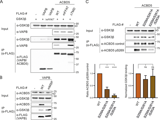 GSK3β associates with ACBD5 and VAPB.(A) GSK3β (S237E “mFFAT”) was coexpressed with FLAG-VAPB, FLAG-ACBD5 WT/mFFAT/ΔTMD, or control vector (FLAG) in COS-7 cells. FLAG-VAPB/ACBD5 were immunoprecipitated, and bound GSK3β and endogenous VAPB were detected by immunoblotting using FLAG/GSK3β/VAPB antibodies. Asterisk indicates unspecific band (due to reprobing of the blot). (B) GSK3β was coexpressed with FLAG-VAPB (K87D/M89D mMSP) or control vector (FLAG) in COS-7 cells. FLAG-VAPB was immunoprecipitated, and bound GSK3β and endogenous ACBD5 were detected by immunoblotting using FLAG/GSK3β/ACBD5 antibodies. (C) FLAG-ACBD5 constructs with nonphosphorylatable (A) residues in the acidic tract were coexpressed with GSK3β in COS-7 cells. FLAG-ACBD5 was immunoprecipitated, and phosphorylation at S269 (pS269) was detected by immunoblotting using ACBD5 pS269 and ACBD5 control antibodies. Bound GSK3β was detected by immunoblotting using ACBD5 control/GSK3β antibodies. GSK3β (IP fraction) was normalized against total GSK3β (input) and ACBD5 control (IP fraction). Data were analyzed by one-way ANOVA with Dunnett’s multiple comparison test (n = 3); ***, P < 0.001; ****, P < 0.0001. TMD, transmembrane domain. Source data are available for this figure: SourceData F6. Refer to the image caption for details.