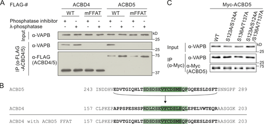 ACBD5–VAPB binding, but not ACBD4–VAPB interaction, is sensitive to phosphatase treatment.(A) FLAG-ACBD4/5 was expressed in COS-7 cells, and lysates were treated with or without λPP. FLAG-ACBD4/5 was immunoprecipitated, and endogenous bound VAPB was detected by immunoblotting using FLAG/VAPB antibodies. Constructs with mutations in the FFAT-like motif (mFFAT) were used as a negative control. (B) Schematic overview of replacement of the ACBD4 FFAT-like motif region (bold) by that of ACBD5. (C) Myc-ACBD5 phospho mutants were expressed in COS-7 cells and immunoprecipitated to detect endogenous bound VAPB using Myc/VAPB antibodies. Source data are available for this figure: SourceData FS1.