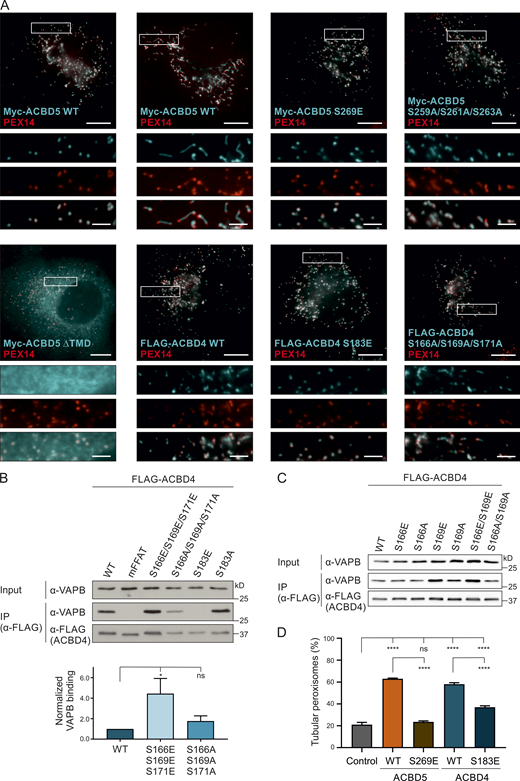 ACBD4 phosphomimetic mutants increase VAPB interaction.(A) Subcellular localization of ACBD4/5 constructs. COS-7 cells transfected with Myc-ACBD5 WT, mFFAT, S269E, S259A/S261A/S263A, or ΔTMD; or FLAG-ACBD4 WT, S183E, or S166A/S169A/S171A, were immunolabeled with PEX14 (peroxisomal marker) and Myc/FLAG antibodies. Bars: 10 µm (main), 2.5 µm (insets). (B and C) ACBD4 constructs with nonphosphorylatable (S → A) and phosphomimetic (S → E) residues upstream (S166/S169/S171) or within the FFAT core (S183) were generated and expressed in COS-7 cells. The FLAG-tagged proteins were immunoprecipitated, and endogenous bound VAPB was detected by immunoblotting using FLAG/VAPB antibodies. (B) Data were analyzed by one-way ANOVA with Dunnett’s multiple comparison test (n = 5). Total VAPB (IP fraction) was normalized against total VAPB (input) and FLAG-ACBD4 (IP fraction). (D) Quantification of peroxisome morphology in Myc-ACBD5 (S269E)- or FLAG-ACBD4 (S183E)-transfected COS-7 cells. Data were analyzed by one-way ANOVA with Tukey’s multiple comparisons test. n = 400 per condition, from four replicates. *, P < 0.05; ****, P < 0.0001. TMD, transmembrane domain. Source data are available for this figure: SourceData FS3.