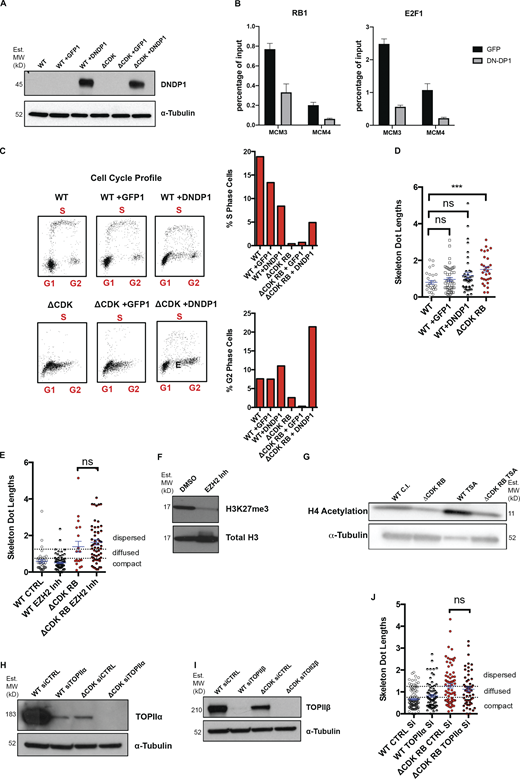 Investigation of the role of DP1, EZH2, HDAC, TOPIIα, and TOPIIβ in RB-mediated dispersion. (A) Western blots of WT and ΔCDK-RB RPE cells expressing GFP or DNDP1. MW, molecular weight. (B) E2F ChIP-qPCR and RB1 ChIP-qPCR showing that expression of DNDP1 decreased E2F1 and RB1 binding to sites in the MCM3, MCM4 promoters, compared with cells expressing only GFP. Average scores from three technical replicates were calculated per sample and per epitope. Holm–Sidak multiple t test was performed, and asterisks denote P values. Scale bar = 25 µm. (C) Effect of DNDP1 expression on cell cycle profile of the cells in A. Profile shows G1, S, and G2 cells in the different samples. DNDP1 expression in ΔCDK-RB cells interfered with G1 arrest and increased the percentage of cells in S and G2. (D) Effect of DNDP1 expression on dispersion. Quantitation of mean skeleton dot lengths after DNDP1 expression in WT RPE cells. Expression of DNDP1 in WT RPE does not cause a significant increase in mean skeleton dot length when compared with WT RPE cells or GFP-expressing WT RPE cells. (E) Mean skeleton dot lengths (chromosome 7 α-satellite probe) after WT and ΔCDK-RB RPE cells were treated with EZH2 inhibitor. (F) Western blot for WT RPE cells treated with DMSO or EZH2 inhibitor (Inh.). Note that treatment with EZH2 inhibitor reduces H3K27 trimethylation levels. (G) Western blot for WT contact inhibited (C.I.) RPE and ΔCDK-RB treated with TSA for 72 h. H4 acetylation in both WT C.I. and ΔCDK-RB cells increases after TSA treatment. (H and I) Western blot for WT RPE and ΔCDK-RB transfected with control and TOPIIα (H) or TOPIIβ (I) siRNAs. siRNA-mediated knockdown of TOPIIα reduced the levels of the appropriate endogenous protein in WT and ΔCDK-RB cells. We note that TOPIIα was expressed at lower levels in cells expressing ΔCDK-RB compared with WT RPE cells. TOPIIβ siRNA-mediated knockdown causes complete loss of endogenous TOPIIβ in both WT and ΔCDK-RB cells. It was also observed that TOPIIβ levels were lower in ΔCDK-RB, compared with WT. (J) Mean skeleton dot lengths (chromosome 7 α-satellite probe) after WT and ΔCDK-RB RPE cells were treated with control and TOPIIα siRNAs. Numbers of foci quantified for each sample (n) are as follows (in the order they appear on the bar graphs): D, n = 29, 48, 40, 29; E, n = 37, 82, 19, 58; J, n = 103, 75, 75, 56. Error bars are SEM. Nonparametric two-tailed Mann–Whitney U test was performed for pairs of samples indicated on graphs, and asterisks denote P values. ns, P > 0.05; ***, P ≤ 0.001. Source data are available for this figure: SourceData FS3. Dashed lines indicate the cutoffs for defining the categories compact, diffused, and dispersed for chromosome 7 α-satellite.