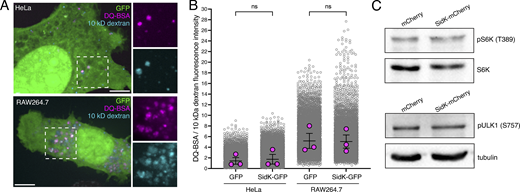 Overexpression of SidK-fluorescent protein does not affect lysosome degradation or mTORC1 signaling. (A) Dequenching of DQ-BSA (magenta) in control HeLa (top) and RAW264.7 (bottom) cells transfected with GFP (green), where lysosomes had been coloaded with Alexa Fluor 647–conjugated 10 kD dextran (blue). See Materials and methods. Side panels show the individual DQ-BSA and dextran channels of the area denoted by the dotted square, at 1.4× magnification. Images are extended focus compressions of confocal images representative of ≥10 fields from three or more separate experiments of each type. Scale bars: 5 µm. (B) Quantification of DQ-BSA dequenching in SidK– and SidK+ HeLa or RAW264.7 cells, normalized to the 10 kD dextran coloaded into lysosomes. For each condition, three independent experiments were quantified, with ≥10 cells per replicate. Data (magenta circles) are replicate mean ± SEM. P value was calculated using unpaired, two-tailed Student’s t test. n = 14,010, 11,371, 10,955, and 9,864 lysosomes analyzed, respectively. (C) Effects of SidK overexpression on mTORC1 activity. HeLa cells transiently expressing mCherry or SidK-mCherry for 16–24 h were analyzed by immunoblotting for the phosphorylation of mTORC1 targets S6K and ULK1. pS6K-Thr389 (70 kD) is shown in comparison to endogenous S6K (70 kD), and pULK1-Ser757 (140 kD) is shown in comparison to tubulin (55 kD). Blots shown are representative of three independent experiments. Source data are available for this figure: SourceData FS1. Refer to the image caption for details.
