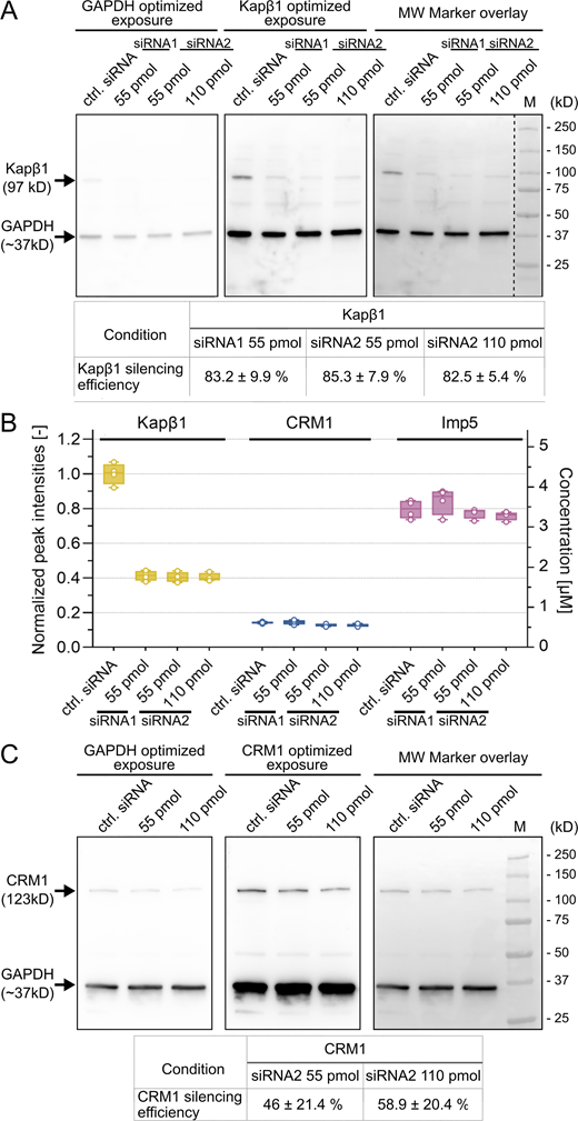 Quantitative analysis of MDCK cells after siRNA treatment. (A) Quantification of Kapβ1 silencing in MDCK cells after treatment with Kapβ1-specific siRNA1 or siRNA2 at the amounts shown. The dashed line indicates the removal of unrelated sample lanes that were probed on the same membrane. (B) Proteomic analysis of Kapβ1, CRM1, and Imp5 cellular abundance before and after Kapβ1 silencing. Only Kapβ1 was significantly reduced in MDCK cells, whereas CRM1 and Imp5 levels were not affected. All data points were normalized to the mean value of Kapβ1 abundance in control siRNA cells (n = 4). (C) Analysis of CRM1 silencing efficiency in MDCK cells after treatment with CRM1-specific siRNA. See Materials and methods for details. Note: In all cases, the chemiluminescent signal was recorded using different exposure times to optimally visualize GAPDH or a given Kap. CRM1 and Kapβ1 signals were normalized to the corresponding GAPDH signal from the same lane. MW, molecular weight; M, marker. Source data are available for this figure: SourceData FS4.