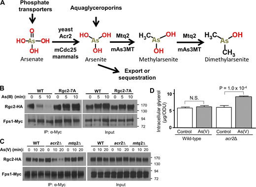 Regulation of the glycerol channel Fps1 in response to arsenate and arsenite. (A) Metabolism of arsenicals in yeast and mammals. As(V) enters the cell through phosphate transporters and is reduced to As(III), a required step for export from the cell or sequestration in the vacuole. As(III) enters the cell mainly through aquaglyceroporins and is methylated to MAs(III), which can be further methylated to DMA(III). The responsible enzymes are noted for yeast and mammals. (B) Closure of Fps1 in response to As(III) exposure requires Hog1 phosphorylation sites on its regulator, Rgc2. WT Rgc2-HA (p3151) or a mutant form lacking seven Hog1 phosphorylation sites (Rgc2-7A-HA; p3155), was coexpressed with Fps1-Myc (p3121) in an rgc1Δ rgc2Δ strain (DL3207). Fps1 closure was detected by dissociation of Rgc2 in co-IP after treatment with 1 mM As(III) for the indicated times. Anti-Myc IPs were separated by SDS-PAGE and subjected to immunoblot analysis. Molecular mass markers (in kD) are shown on the right. (C) As(V) exposure induces closure of Fps1 in an acr2Δ mutant. Rgc2-HA (p3151) and Fps1-Myc (p3121) were coexpressed in a WT strain (DL3187), an acr2Δ mutant (DL4341), or an mtq2Δ mutant (DL4313). The strains were treated with 3 mM As(V) for the indicated times and processed for co-IP, as above. (D) An acr2Δ mutant accumulates glycerol in response to As(V) treatment. A WT strain (DL3187) and an acr2Δ mutant (DL4341) were grown in the logarithmic phase with or without 3 mM As(V) for 2 h prior to measurement of intracellular glycerol levels. Each value is the mean and standard deviation from three independent cultures. Pair-wise P-values for As(V)-treated and untreated samples were calculated using student t test. NS, not significant. Source data are available for this figure: SourceData F1. Refer to the image caption for details.