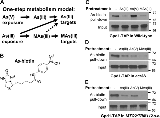 Figure 2. Refer to the image caption for details.