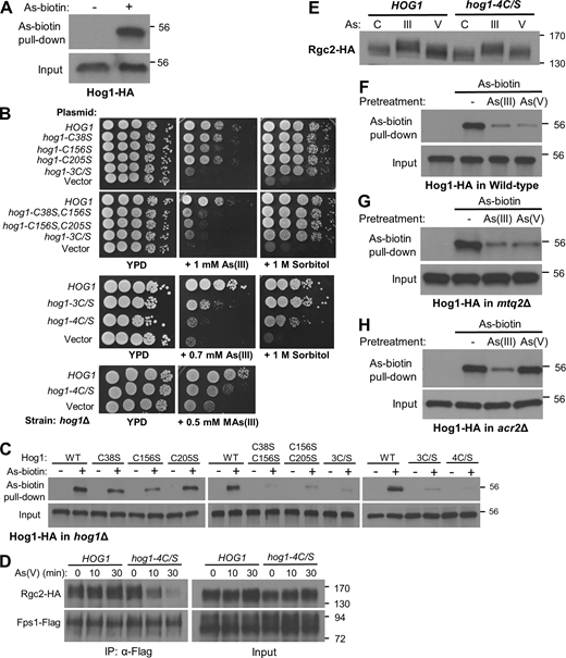 Hog1 is arsenylated. (A) As-biotin binds to Hog1-HA in vivo. A WT strain (DL3187) transformed with a multicopy plasmid expressing Hog1-HA (p3225) was treated (+) or not (−) with 10 μM As-biotin for 10 min. Extracts were subjected to affinity pull-down with SA beads prior to SDS-PAGE and immunoblot analysis for Hog1-HA. Molecular mass marker (in kD) is on the right. (B) Mutations in HOG1 at cysteine residues cause As(III) hypersensitivity. Cultures of a hog1Δ strain (DL3158) transformed with centromeric plasmids expressing the indicated HOG1 allele were spotted onto YPD, YPD plus the indicated concentration of As(III) or MAs(III), or YPD plus 1 M sorbitol, at serial 10-fold dilutions (from left to right) and incubated at 30°C for 3 d. Plasmids carried HOG1 (p3090), hog1-C38S (p3577), hog1-C156S (p3578), hog1-C205S (p3579), hog1-C38S, C156S (p3580), hog1-C156S, C205S (p3581), hog1-C38S, C156S, C205S (hog1-3C/S; p3582), hog1-C38S, C156S, C161S, C205S (hog1-4C/S; p3583), or vector (p3090). (C) Four cysteine residues in Hog1 are bound by As-biotin. Mutant forms of Hog1-HA were tested for As-biotin binding using the same strains as in B after treatment with 10 μM As-biotin for 10 min. (D) The hog1-4C/S mutant drives Fps1 closure in response to As(V) exposure. A hog1Δ strain (DL3158) cotransformed with plasmids expressing Rgc2-HA (p3471), Fps1-Flag (p2492), and either WT Hog1 (p3090) or Hog1-4C/S (p3583) was treated with 3 mM As(V) for the indicated times prior to processing for co-IP with anti-Flag antibodies. (E) As(V) treatment induces Rgc2 phosphorylation in the hog1-4C/S mutant. A hog1Δ strain (DL3158) cotransformed with plasmids expressing Rgc2-HA (p3182) and either WT Hog1 (p3090) or Hog1-4C/S (p3583) was exposed to 1 mM As(III) for 10 min, 3 mM As(V) for 20 min, or untreated (C) and extracts were subjected to SDS-PAGE on a 7.5% gel to resolve phosphorylated forms of Rgc2-HA. (F–H) As-biotin pull-down of Hog1 from WT cells, an mtq2Δ mutant, or an acr2Δ mutant with pretreated with either As(III) or As(V). WT cells (F; DL3187), an mtq2Δ mutant (G; DL4313), or an acr3Δ mutant (H; DL4341) expressing Hog1-HA (p3225) were pretreated with 1 mM As(III) or 3 mM As(V) for 20 min prior to treatment with 10 μM As-biotin for 10 min. Extracts were subjected to affinity pull-down with SA beads prior to SDS-PAGE and immunoblot analysis for Hog1-HA. Source data are available for this figure: SourceData F3.