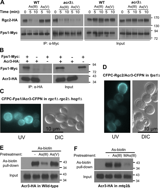 Acr3 is a component of the Fps1 complex that regulates Fps1 in response to arsenicals. (A) As(V) treatment induces Fps1 closure in an acr3Δ mutant. Rgc2-HA and Fps1-Myc were coexpressed (from p3151 and p3121, respectively) in a WT strain (DL3187), or an acr3Δ mutant (DL4287). The strains were treated with 1 mM As(III) or 3 mM As(V) for the indicated times and processed for co-IP of Rgc2 with Fps1 using anti-Myc antibodies, as in Fig. 1. (B) Acr3 associates with Fps1. A WT strain (DL3187) coexpressing Fps1-Myc (p3121) and Acr3-HA (p3470) or expressing only one protein was subjected to co-IP analysis using anti-HA antibodies. (C and D) BiFC analysis of Acr3 with known components of the Fps1 complex. An rgc1Δ rgc2Δ hog1Δ strain (C; DL3219) coexpressing CFPC-Fps1 (p3216) and Acr3-CFPN (p3585) was visualized under a UV light source to reveal fluorescence complementation or under visible light (DIC). An fps1Δ strain (D; DL3226) coexpressing CFPC-Rgc2 (p3584) and Acr3-CFPN (p3585) was visualized as above. Representative micrographs are shown. (E) Pretreatment of WT cells with As(III), but not As(V), blocked As-biotin binding to Acr3-HA. WT strain (DL3187), expressing Acr3-HA (p3470) was pretreated with 1 mM As(III) or 3 mM As(V) for 20 min prior to treatment with 10 μM As-biotin for 10 min. Extracts were subjected to affinity pull-down with SA beads prior to SDS-PAGE and immunoblot analysis for Acr3-HA. (F) Acr3 is a MAs(III) target. An mtq2Δ mutant (DL4313) expressing Acr3-HA (p3470) was pretreated with 1 mM As(III) or 0.5 mM MAs(III) for 20 min prior to treatment with 10 μM As-biotin for 10 min and subjected to affinity pull-down, as above. Molecular mass markers (in kD) are on the right. Source data are available for this figure: SourceData F4. Refer to the image caption for details.