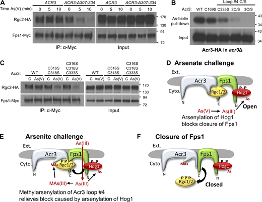 Cysteine residues in the Acr3 cytoplasmic loop #4 are modified by MAs(III) and are important for the regulation of Fps1. (A) Effect of Acr3 cytoplasmic loop #4 deletion on Fps1 closure in response to As(V) treatment. An acr3Δ strain (DL4287) cotransformed with plasmids expressing Fps1-Myc (p3121), Rgc2-HA (p3151) and either ACR3 (p3587) or ACR3-Δ307-334 (p3588) were treated with 3 mM As(V) for the indicated times and processed for co-IP of Rgc2 with Fps1 using anti-Myc antibodies. (B) The three cysteine residues within Acr3 loop #4 account for its As-biotin binding. An acr3Δ strain (DL4287) expressing the indicated form of Acr3 was treated with 10 µM As-biotin for 10 min. Extracts were subjected to affinity pull-down with SA beads prior to SDS-PAGE and immunoblot analysis for Acr3-HA. Plasmids expressed one of the following ACR3 alleles: ACR3-HA (p3470), acr3-C169S-HA (p3591), acr3-C333S-HA (p3592), acr3-C316S, C318S-HA (2C/S; p3593), or acr3-C316S, C318S, C333S-HA (3C/S; p3594). (C) Cys-to-Ser mutations within Acr3 loop #4 allow closure of Fps1 in response to As(V) treatment. An acr3Δ strain (DL4287) was cotransformed with plasmids expressing Fps1-Myc (p3121), Rgc2-HA (p3151) and one of the following: ACR3 (p3587), acr3-C316S, C318S (p3589), or acr3-C316S, C318S, C333S (p3590). Strains were either treated with 3 mM As(V) for 10 min or untreated (C) and processed for co-IP of Rgc2 with Fps1. (D) As(V) challenge. As(V) is reduced to As(III), which modifies Hog1. Arsenylated Hog1 is prevented from phosphorylating Rgc2 (and presumably Rgc1), leaving Fps1 in the open state. (E and F) As(III) challenge. As(III) enters the cell through Fps1 and similarly modifies Hog1, but is also metabolized to MAs(III), which modifies Acr3 on cytoplasmic loop #4, which relieves the block of arsenylated Hog1 to phosphorylate Rgc1/2 (F), thereby inducing release of these regulators and consequent Fps1 closure. Source data are available for this figure: SourceData F7. Refer to the image caption for details.