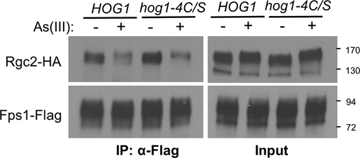 The hog1-4C/S mutant induces dissociation of Rgc2 from Fps1 normally in response to As(III) exposure. A hog1Δ strain (DL3158) co-transformed with plasmids expressing Rgc2-HA (p3471), Fps1-Flag (p2492), and either WT Hog1 (p3090) or Hog1-4C/S (p3583) was either treated with 1 mM As(III) for 10 min or not (−) prior to processing for co-IP with anti-Flag antibodies. Source data are available for this figure: SourceData FS1.