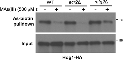 Methylarsenite pretreatment diminishes As-biotin binding to Hog1. WT (DL3187), acr2Δ (DL4341), or mtq2Δ (DL4313) strains were transformed with a multi-copy plasmid expressing Hog1-HA (p3225) and treated (+) or not (−) with 500 μM MAs(III) for 20 min prior to treatment with 10 μM As-biotin for 10 min. Extracts were subjected to affinity pull-down with SA beads prior to SDS-PAGE and immunoblot analysis for Hog1-HA. Source data are available for this figure: SourceData FS2. Refer to the image caption for details.