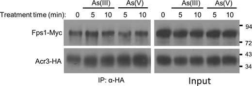 The association between Acr3 and Fps1 is unaffected by exposure to either As(III) or As(V). Rgc2-HA and Fps1-Myc were co-expressed (from p3151 and p3121, respectively) in a WT strain (DL3187). The strain was treated with 1 mM As(III) or 3 mM As(V) for the indicated times and processed for co-IP of Fps1 with Acr3 using anti-HA antibodies. Molecular mass markers (in kD) are shown on the right. Source data are available for this figure: SourceData FS4.