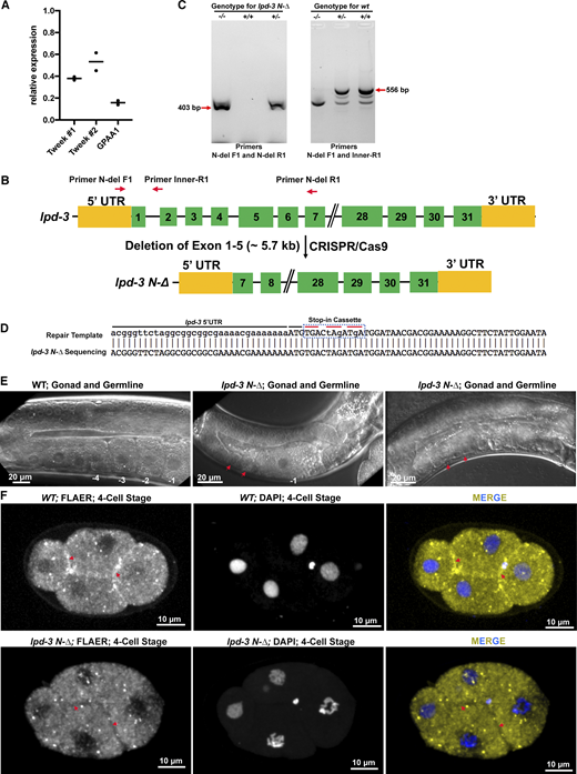 Supporting information for the results shown in Fig. 5.(A) Relative expression of the GPAA1 and TWEEK genes for the experiments shown in Fig. 5 A as determined by qRT-PCR. The mean of two independent experiments (n = 4 per experiment). (B) Position of the C. elegans genotyping primers (N-del F1, N-del R1, and Inner R1) for verifying the knockout allele (red arrows); exons in green and UTRs in yellow. (C) Representative PCR results from genotyping single animals for lpd-3 N-Δ candidates. Two primers (two flanking primers N-del F1 and N-del R1 located outside the deleted region) were used to genotype for candidate lpd-3(av254) deletion animals. A homozygous deletion (−/−) was indicated by a 403-bp amplicon, which was amplified by N-del F1 and N-del R1. In WT (+/+), the PCR product amplified by N-del F1 and the inner primer Inner-R1 is 556 bp. In heterogenous animals (+/−), both amplicons will be amplified. (D) Homozygous lpd-3 N-Δ animals were confirmed by Sanger sequencing, which has a “STOP-IN cassette” (red lines) after start codon. (E) DIC microscopy revealed that deformed gonads and germlines were frequently observed in lpd-3 N-Δ animals. Bars = 20 µm. (F) FLAER staining of four-cell–stage C. elegans embryos from WT and lpd-3 N-Δ animals. The nuclei were stained with DAPI. Red arrows indicate cleavage furrows. Bars = 10 µm. Source data are available for this figure: SourceData FS3. Refer to the image caption for details.
