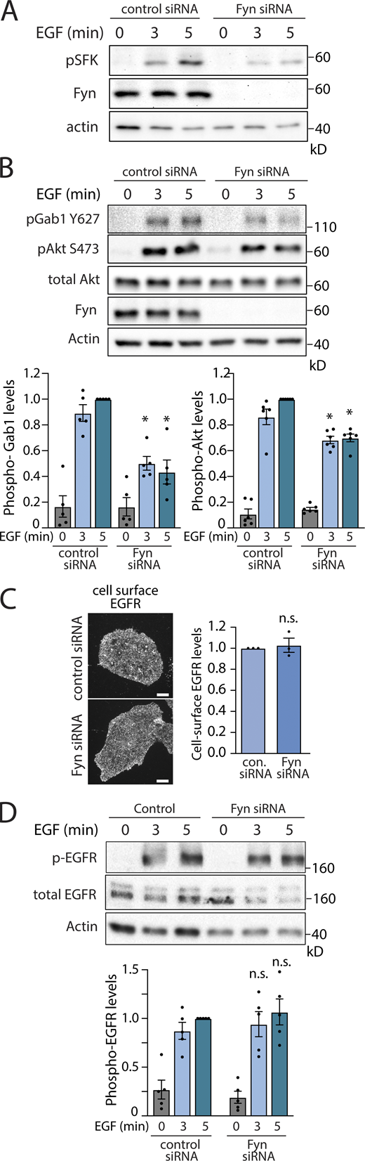 Fyn regulates EGF-stimulated Gab1 and Akt phosphorylation. ARPE-19 cells were transfected with siRNA targeting Fyn or nontargeting siRNA (control), followed by stimulation with 5 ng/ml EGF for the time indicated. (A) Western blotting of whole-cell lysates probed with anti-phospho-Src-family kinase (corresponding to pY420 on Fyn). (B) Western blotting using anti-phospho-Gab1 (pY627) or anti-phospho-Akt (pY473, pan isoform). Also shown are the mean ± SEM phospho-Gab1 or phospho-Akt with points representing individual experiment measurements; n = 5–6; *, P < 0.05 relative to the control siRNA-treated EGF-stimulated conditions at each time point. (C) After siRNA transfection, intact cells were subjected to immunofluorescence microscopy with antibodies that selectively recognize the EGFR ectodomain (Alexa Fluor 488 labeling). Representative fluorescence microscopy micrographs of cell surface EGFR immunostaining are shown. Scale = 10 µm. Also shown are mean fluorescence intensity of cell-surface EGFR ± SEM with points representing individual experiment measurements; n = 3. (D) Western blotting using anti-phospho-EGFR (pY1068); also shown are the mean ± SEM phospho-EGFR with points representing individual experiment measurements; n = 5. Source data are available for this figure: SourceData F1. Refer to the image caption for details.