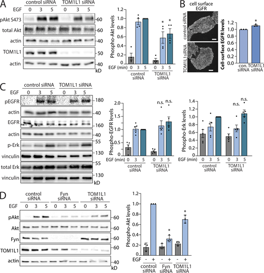 TOM1L1 regulates EGF-stimulated Akt phosphorylation. (A–D) ARPE-19 (A–C) or MCF10A (D) cells were transfected with siRNA targeting Fyn, TOM1L1, or nontargeting siRNA (control), as indicated, followed by stimulation with 5 ng/ml EGF for the time indicated. (A) Western blotting using anti-phospho-Akt (pY473, pan isoform). Also shown are the mean ± SEM phospho-Akt with points representing individual experiment measurements; n = 4; *, P < 0.05, relative to the control siRNA-treated EGF-stimulated condition at each time point. (B) After siRNA transfection, intact cells were subjected to immunofluorescence microscopy with antibodies that selectively recognize the EGFR ectodomain (Alexa Fluor 488 labeling). Representative fluorescence microscopy micrographs of cell surface EGFR immunostaining are shown. Scale = 10 µm. Also shown are mean fluorescence intensity of cell-surface EGFR ± SEM with points representing individual experiment measurements; n = 3. con., control. *, P < 0.05 relative to EGF-stimulated, control siRNA condition. (C) Western blotting using anti-phospho-EGFR (pY1068) or anti-phospho-Erk; also shown are the mean ± SEM phospho-EGFR or phospho-Erk levels with points representing individual experiment measurements; n = 5. (D) MCF10A cells: Western blotting using anti-phospho-Akt (pY473, pan isoform), as well as TOM1L1 or Fyn. Also shown are the mean ± SEM phospho-Akt at 3 min of EGF stimulation with points representing individual experiment measurements; n = 3; *, P < 0.05, relative to the control siRNA-treated EGF-stimulated conditions at each time point. Source data are available for this figure: SourceData F2.