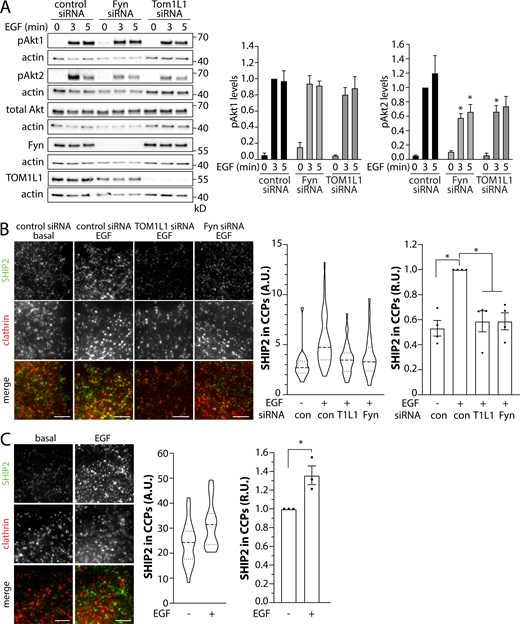 TOM1L1 and Fyn are required for the selective modulation of EGF-stimulated Akt2 phosphorylation and SHIP2 recruitment to clathrin structures. (A–C) ARPE-19 cells (A and B) or MCF10A cells (C) were treated with siRNA targeting TOM1L1 or Fyn or with nontargeting control siRNA, as indicated, followed by stimulation with 5 ng/ml EGF for 5 min. (A) Immunoblotting of whole-cell lysates with antibodies that selectively recognize Akt1 or Akt2 when phosphorylated on S473/S474, total Akt, TOM1L1, Fyn, or actin (loading control). Also shown are the mean ± SEM phospho-Akt1 or Akt2; n = 5; *, P < 0.05, relative to the control siRNA-treated EGF-stimulated conditions at each time point. (B and C) After siRNA transfection, ARPE-19 cells stably expressing Tag-RFP-T clathrin were stained with antibodies recognizing endogenous SHIP2 (labeling with Alexa Fluor 488; B) or MCF10A cells were stained with antibodies to detect endogenous SHIP2 (labeling with Alexa Fluor 488) and clathrin (labeling with Alexa Fluor 647; C) and subjected to imaging using TIRFM. Shown are representative images; scale bar = 5 μm. Images obtained by TIRFM were subjected to automated detection and analysis of CLSs, allowing quantification of SHIP2 in each detected object. Shown (middle) are the measurements of SHIP2 fluorescence intensity within CLSs, showing the distribution of the mean value of individual cells (each cell value determined from >300 CLSs) depicted as a violin plot, as well as median (long dashed line) and 25th/75th percentiles (short dashed line). Also shown (right panels) are the levels of SHIP2 detected with CLSs in individual experiments (each experiment value determined from >15 cells per condition, depicted as points) as mean ± SEM; *, P < 0.05, relative to basal. For B, the number of CLSs and cells analyzed in four independent experiments for each condition are as follows: control siRNA, basal (73 cells, 48,307 CCPs), control siRNA, EGF (116 cells, 88,023 CCPs), TOM1L1 siRNA, EGF (88 cells, 56,918 CCPs); Fyn siRNA, EGF (99 cells, 73,347 CCPs). For C, the number of CLSs and cells analyzed in three independent experiments for each condition are as follows: basal (66 cells, 42,686 CCPs) and EGF-stimulated (57 cells, 35,445 CCPs). con, control. Source data are available for this figure: SourceData F8. Refer to the image caption for details.