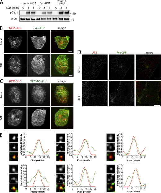 Additional information on TOM1L1 silencing and full-image panels of TIRFM and SIM micrographs shown inFig. 3. (A) ARPE-19 cells were transfected with siRNA targeting Fyn, TOM1L1, or nontargeting siRNA (control), as indicated, followed by stimulation with 5 ng/ml EGF for the time indicated. Western blotting using anti-phospho-Gab1 (pY627) or actin. TOM1L1 siRNA silencing does not impair EGF-stimulated Gab1 phosphorylation (pY627). Molecular weight markers (kD) shown on the right. (B and C) Cell samples treated and prepared as in Fig. 3, A and B, were subjected to imaging by TIRFM. Shown here are the full-sized images of the representative images shown in Fig. 3, A and B, with a white box showing the area enlarged in Fig. 3, A and B. Scale bar = 20 μm. (D and E) Cell samples treated and prepared as in Fig. 3 C were subjected to SIM. (D) Shown here are the full-sized images of the representative images shown in Fig. 3 C, with a white box showing the area enlarged in Fig. 3 C. Scale bar = 10 µm. (E) Shown are linescan analyses of AP2 and Fyn-GFP in individual clathrin structures (bottom). Image inset width is 0.26 μm. Source data are available for this figure: SourceData FS1.
