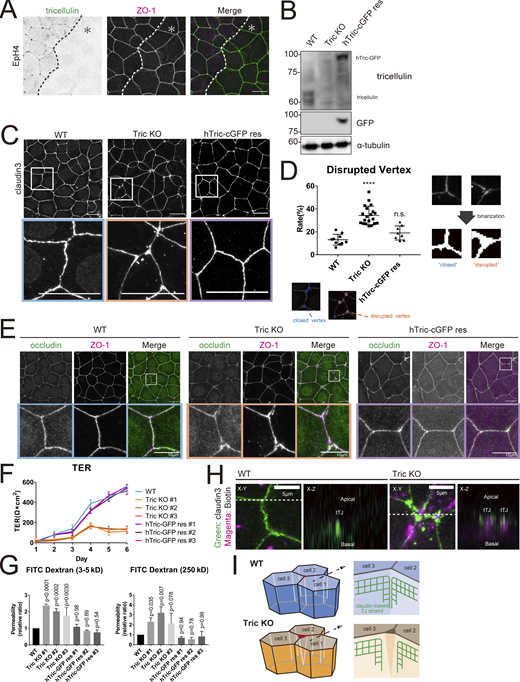 Generation and characterization of tricellulin-deficient epithelial cells. (A) Immunofluorescence images showing anti-tricellulin mAb (green) and anti–ZO-1 mAb (magenta) staining in a co-culture of WT and Tric KO EpH4 cells. Dotted line overlays the border between WT and Tric KO cells, which are indicated by the asterisk. Scale bar: 20 μm. (B) Whole-cell lysates of WT, Tric KO, and hTric-cGFP res EpH4 cells were immunoblotted with the indicated antibodies. Molecular weight measurements are in kD. (C) WT, Tric KO, and hTric-cGFP res EpH4 cells were stained with anti–claudin-3 pAb. Insets are enlarged below. Scale bar: 20 μm. (D) Graph showing the rate of disrupted tTJs. The numbers of closed and disrupted vertices were automatically quantified based on images represented in C. Examples of the processed postanalysis images are enlarged below the graph. Closed tTJs are encircled in blue, and disrupted tTJs, in orange. One-way ANOVA with Tukey’s post hoc analysis; ns, P > 0.05; ****, P < 0.001. (E) WT, Tric KO, and hTric-cGFP res EpH4 cells were co-stained with anti-occludin mAb (green) and anti–ZO-1 mAb (magenta). Insets are shown below. Scale bar: 20 μm. (F) WT cells, three independent clones of Tric KO cells, and three independent clones of hTric-cGFP res EpH4 cells were prepared for TER measurements as described in Materials and methods (means ± SD; n = 6). (G) Graph showing the paracellular flux of FITC-dextran tracer molecules over 2 h (n = 3; P values from one-way ANOVA with Tukey’s post hoc analysis are shown). (H) Cell-surface biotinylation assay in WT and Tric KO EpH4 cells. Cells were treated with sulfo-NHS-SS-biotin from the apical side, fixed, and stained with anti–claudin-3 pAb (green) and Texas Red streptavidin (magenta). Scale bar: 5 μm. (I) Schematic showing the architecture of tTJs in WT and Tric KO cells. Bicellular TJ strands that converge at tricellular contacts are closely associated in WT cells but are disassociated in Tric KO cells. Source data are available for this figure: SourceData F2.