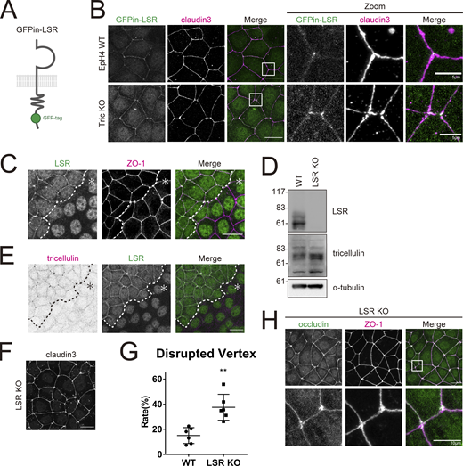 Loss of LSR results in tTJ abnormality similar to the loss of tricellulin. (A) Schematic showing GFPin-LSR construct. (B) EpH4 WT or Tric KO cells expressing GFPin-LSR were stained with anti–claudin-3 pAb (magenta). Boxed regions are enlarged at right. Scale bar: 20 μm. (C) Immunofluorescence images showing anti-LSR pAb (green) and anti–ZO-1 mAb (magenta) staining in a co-culture of WT and LSR KO EpH4 cells. Dotted line overlays the border between WT and LSR KO cells, which are indicated by the asterisk. Scale bar: 20 μm. (D) Whole-cell lysates of WT and LSR KO EpH4 cells were immunoblotted with the indicated antibodies. Molecular weight measurements are in kD. (E) Immunofluorescence images showing anti-LSR pAb (green) and anti-tricellulin mAb (magenta) staining in a co-culture of WT and LSR KO EpH4 cells. Dotted line overlays the border between WT and LSR KO cells, which are indicated by the asterisk. Scale bar: 20 μm. (F) LSR KO EpH4 cells were stained with anti–claudin-3 pAb. Scale bar: 20 μm. (G) The rate of tTJ disruption was quantified as in Fig. 1 D. Student’s t test; **, P < 0.01. (H) LSR KO EpH4 cells were co-stained with anti-occludin mAb (green) and anti–ZO-1 mAb (magenta). Insets are enlarged below. Scale bar: 20 μm. Source data are available for this figure: SourceData F3.