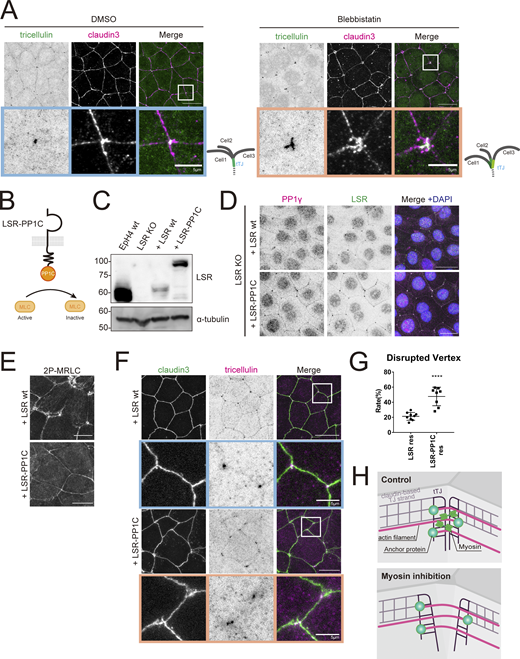 The contractile force of actomyosin is necessary to maintain the central sealing elements in proximity. (A) WT EpH4 cells were treated with DMSO (control) or blebbistatin (50 μM) for 2 h, fixed, and then stained with anti-tricellulin mAb (green) and anti–claudin-3 pAb (magenta). Boxed regions are magnified below. Scale bar: 20 μm. (B) Schematic showing LSR-PP1C chimeric construct. (C) Whole-cell lysates of EpH4 WT cells, LSR KO cells, or LSR KO cells expressing either WT LSR (LSR wt) or LSR-PP1C were immunoblotted with the indicated antibodies. Molecular weight measurements are in kD. (D–F) LSR KO EpH4 cells expressing either LSR wt or LSR-PP1C were fixed and stained with anti-LSR pAb (green), anti-PP1γ mAb (magenta), and DAPI (blue; D); anti-2P-MRLC mAb (E); or anti–claudin-3 pAb (green) and anti-tricellulin mAb (magenta; F). (F) Boxed regions are magnified below. Scale bar: 20 μm. (G) The rate of tTJ disruption was quantified as in Fig. 1 D. Student’s t test; ****, P < 0.001. (H) Schematic showing changes in tTJs following myosin inhibition. Loss of actomyosin contractility at tTJs results in increased distance between converging central sealing elements. Source data are available for this figure: SourceData F4. Refer to the image caption for details.
