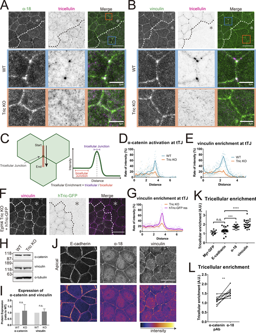 α-catenin and vinculin are recruited to tTJs in a tricellulin-dependent manner. (A and B) Immunofluorescence images showing anti–α-catenin mAb (α18; green) and anti-tricellulin pAb (N450, magenta; A) or anti-vinculin mAb (green) and anti-tricellulin mAb (magenta; B) staining in a co-culture of WT and Tric KO EpH4 cells. Dotted line overlays the border between WT and Tric KO cells, which are indicated by the asterisk. Tricellular junctions of WT and Tric KO cells are enlarged in the middle and bottom rows, respectively. Scale bar: 20 μm. (C) Schematic showing the method for quantifying protein enrichment at tricellular junctions. A line scan was performed extending from bTJ across tTJ based on the respective immunofluorescence image. The value of tricellular enrichment was calculated by dividing the average intensity value of the tricellular junction by that of the bicellular junction. (D and E) Intensity profiles of α-catenin (D) and vinculin (E) according to the method described in C. Blue line is WT cells, and orange line is Tric KO cells. In both cases, 10 samples were randomly selected. (F) Tric KO EpH4 cells and hTric-cGFP-rescued EpH4 cells were co-cultured and stained with anti-vinculin mAb (magenta). Dotted line overlays the border between Tric KO cells, which are indicated by the asterisk, and hTric-cGFP res EpH4 cells. Scale bar: 20 μm. (G) Intensity profiles of vinculin according to the method described in C. Orange line is Tric KO cells, and purple line is hTric-cGFP res cells. 10 samples were randomly selected. (H) Expression levels of α-catenin and vinculin in WT and Tric KO EpH4 cells were assessed by immunoblotting. Molecular weight measurements are in kD. (I) Quantification of H. Expression levels were corrected for total protein as determined by α-tubulin. n = 3; Student’s t test; ns, P > 0.05. (J) Immunofluorescence images showing anti–E-cadherin mAb, anti–α-catenin mAb (α18), or anti-vinculin mAb staining in EpH4 WT cells. Scale bar: 20 μm. (K) Enrichment of proteins stained in I to tricellular junctions was quantified. Line scan analysis was performed as described in C, and tricellular enrichment was calculated. One-way ANOVA with Tukey’s post hoc analysis, ns, P > 0.05; ***, P < 0.005; ****, P < 0.001. (L) WT EpH4 cells were stained with α-catenin pAb and α-catenin mAb (α18), and their tricellular enrichment was determined as described in C. Lines connect the values acquired at the same line scan. Student’s t test; **, P < 0.01. A.U., arbitrary unit. Source data are available for this figure: SourceData F5.