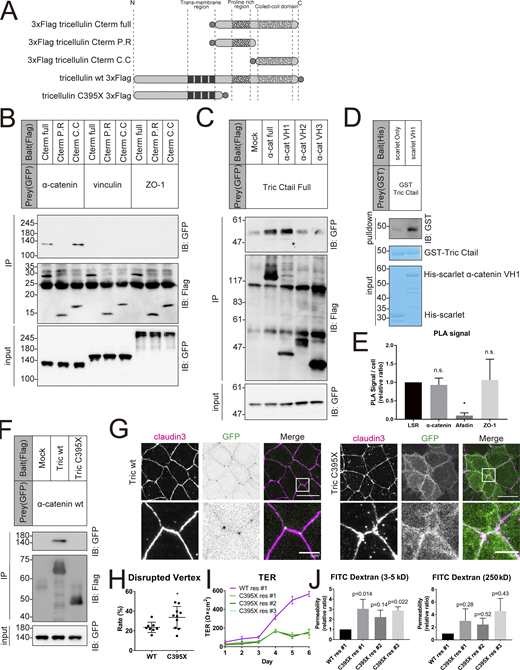 Tricellulin binds to α-catenin directly through its coiled-coil region. (A) Schematic showing the various tricellulin fragments. Gray circle indicates the FLAG tag. (B) Representative immunoblots (IB) showing FLAG immunoprecipitates (IP) probed with the indicated antibodies. FLAG-tagged tricellulin fragments were co-expressed with GFP-tagged α-catenin, vinculin, or ZO-1; n = 3. (C) Representative immunoblots showing FLAG immunoprecipitates probed with the indicated antibodies. FLAG-tagged α-catenin fragments were coexpressed with GFP-tagged tricellulin Ctail full; n = 3. (D) Representative immunoblots showing His pulldown samples probed with anti-GST mAb or stained with Coomassie brilliant blue. GST-tagged tricellulin Ctail full and Scarlet-tagged α-catenin VH1 were purified from E. coli. Details of the experiment are described in Materials and methods; n = 3. (E) Graph showing the average number of PLA signals detected per cell. Details of the experiment are described in Materials and methods (n = 3; one-way ANOVA with Tukey’s post hoc analysis; ns, P > 0.05; *, P < 0.05). (F) Representative immunoblots showing FLAG immunoprecipitates probed with the indicated antibodies. FLAG-tagged WT tricellulin or DFNB49-associated mutant (C395X) was coexpressed with GFP-tagged α-catenin (n = 3). (G) Tric KO EpH4 cells expressing either WT (left) or C395X (right) tricellulin were stained with anti–claudin-3 pAb (magenta). Boxed regions are magnified below. Scale bar: 20 μm. (H) The rate of tTJ disruption was quantified as in Fig. 1 D. Student’s t test; *, P < 0.05. (I) Graph depicting the change in TER over 6 d from seeding. Tric KO cells expressing WT tricellulin (WT res) and three independent clones of C395X res were prepared for TER measurements as described in Materials and methods (means ± SD; n = 6). (J) Graph showing the paracellular flux of FITC-dextran tracer molecules over 2 h (n = 3, P values from one-way ANOVA with Tukey’s post hoc analysis are shown). Molecular weight measurements are in kD. Source data are available for this figure: SourceData F6. Refer to the image caption for details.