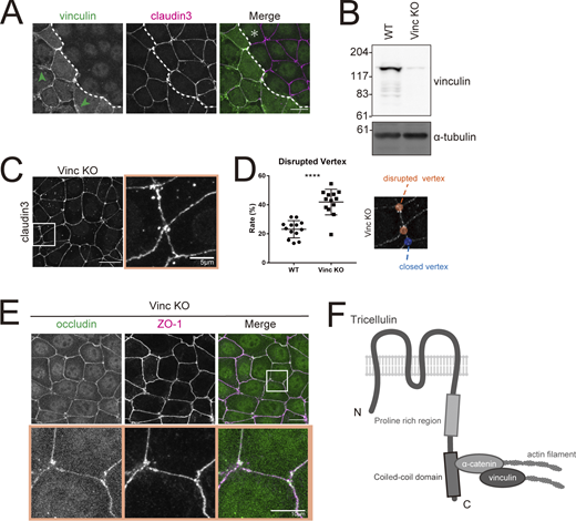 Loss of vinculin leads to impairment of tTJ organization. (A) Immunofluorescence images showing anti-vinculin mAb (green) and anti–claudin-3 pAb (magenta) staining in a co-culture of WT and Vinc KO EpH4 cells. Dotted line overlays the border between WT and Vinc KO cells, which are indicated by the asterisk. Green arrowheads indicate vinculin localized at focal adhesions. Scale bar: 20 μm. (B) Whole-cell lysates of WT and Vinc KO EpH4 cells were immunoblotted with the indicated antibodies. Molecular weight measurements are in kD. (C) Vinc KO EpH4 cells were stained with the anti–claudin-3 pAb. Boxed region is shown at right. Scale bar: 20 μm. (D) The rate of tTJ disruption was quantified as in Fig. 1 D. Student’s t test; ****, P < 0.001. (E) Vinc KO EpH4 cells were costained with anti-occludin mAb (green) and anti–ZO-1 mAb (magenta). Boxed regions are magnified below. Scale bar: 20 μm. (F) Schematic of tricellulin, α-catenin, and vinculin in complex at tricellular junctions. Source data are available for this figure: SourceData F7.