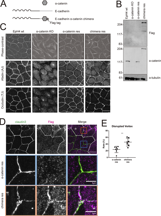 E-cadherin–α-catenin chimera cannot rescue tTJ formation in α-catenin KO cells. (A) Schematic of the E-cadherin–α-catenin chimeric construct. Star indicates FLAG-tag. (B) Whole-cell lysates of EpH4 WT cells, α-catenin KO cells, α-catenin KO cells expressing WT α-catenin (α-catenin res), and α-catenin KO cells expressing E-cadherin–α-catenin chimera (chimera res) were immunoblotted with the indicated antibodies. Molecular weight measurements are in kD. (C) Phase-contrast (top panels) and immunofluorescence images of WT, α-catenin KO, α-catenin rescued, and chimera rescued EpH4 cells. Cells were stained with using anti-afadin pAb as the AJ marker and anti-occludin mAb as the bTJ marker (middle and lower panels). Scale bar: 20 µm. (D) Immunofluorescence images showing anti–claudin-3 pAb (green) and an anti-FLAG mAb (magenta) staining of a co-culture of α-catenin rescued cells and chimera rescued cells. Dotted line overlays the border between α-catenin rescued cells and chimera rescued cells, which are indicated by the asterisk. Insets are enlarged below. Blue and orange insets correspond to α-catenin rescued cells and chimera rescued cells, respectively. Scale bar: 20 μm. (E) The rate of tTJ disruption was quantified as in Fig. 1 D. Student’s t test; **, P < 0.01. Source data are available for this figure: SourceData F8.