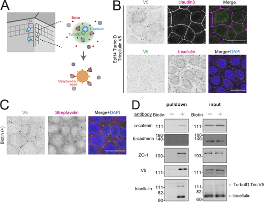 Specific interaction between tricellulin and α-catenin in intact cells as shown by proximity labeling. (A) Schematic of proximity labeling using V5-tagged tricellulin-TurboID fusion protein. (B) Immunofluorescence images of EpH4 cells expressing V5-tagged tricellulin-TurboID. Cells were stained with anti-V5 mAb (green) and anti–claudin-3 pAb (upper panels) or anti-tricellulin mAb (lower panels, magenta). Scale bar: 20 μm. (C) Immunofluorescence images of EpH4 cells expressing V5-tagged tricellulin-TurboID after addition of 500 µM Biotin. Cells were stained with anti-V5 mAb (green) and Texas Red streptavidin (magenta). Scale bar: 20 μm. (D) Representative immunoblots showing biotinylated proteins probed with the indicated antibodies; n = 3. Molecular weight measurements are in kD. Source data are available for this figure: SourceData FS4.