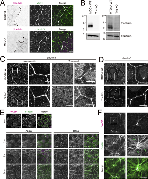 Depletion of tricellulin affects tTJ formation in MTD1A cells but not in MDCKII cells. (A) Upper panels are immunofluorescence images showing anti-tricellulin mAb (54H19L38, magenta) and anti–ZO-1 mAb (green) staining in a co-culture of WT and Tric KO MDCKII cells. Lower panels are immunofluorescence images showing anti-tricellulin mAb (N24-69, magenta) and anti–claudin-3 pAb (green) staining in a co-culture of WT and Tric KO MTD1A cells. Dotted line overlays the border between WT and Tric KO cells, indicated by the asterisk. Scale bar: 20 μm. (B) Whole-cell lysates of WT and Tric KO MDCKII cells (left panels) or MTD1A cells (right panels) were immunoblotted with the indicated antibodies (MDCKII, anti-tricellulin mAb, 54H19L38; MTD1A, anti-tricellulin pAb, N450). Molecular weight measurements are in kD. (C) WT and Tric KO MDCKII cells were cultured either on coverslips or in Transwell chambers and stained with anti–claudin-3 pAb. Insets are enlarged to the right. Scale bar: 20 μm. (D) WT and Tric KO MTD1A cells were stained with anti–claudin-3 pAb. Insets are enlarged to the right. Scale bar: 20 μm. (E) MDCKII WT cells were cultured overnight in low-calcium medium and then in normal culture medium containing calcium for 0, 2, 12, and 24 h. Cells were stained with phalloidin (green) and anti-VASP mAb (magenta). The images after 2 h show apical projections (upper panels) and basal projections (lower panels) separately, divided into the top row with the apical plane stacked and the bottom row with the basal plane stacked. Scale bar: 20 μm. (F) MTD1A WT cells were subjected to calcium switch and fixed at 24 h after restoration of normal culture medium. Cells were stained with anti-VASP mAb (magenta) and phalloidin (green). Green arrowheads indicate actin fibers extending from tricellular junctions. Scale bar: 20 μm. Source data are available for this figure: SourceData FS5.